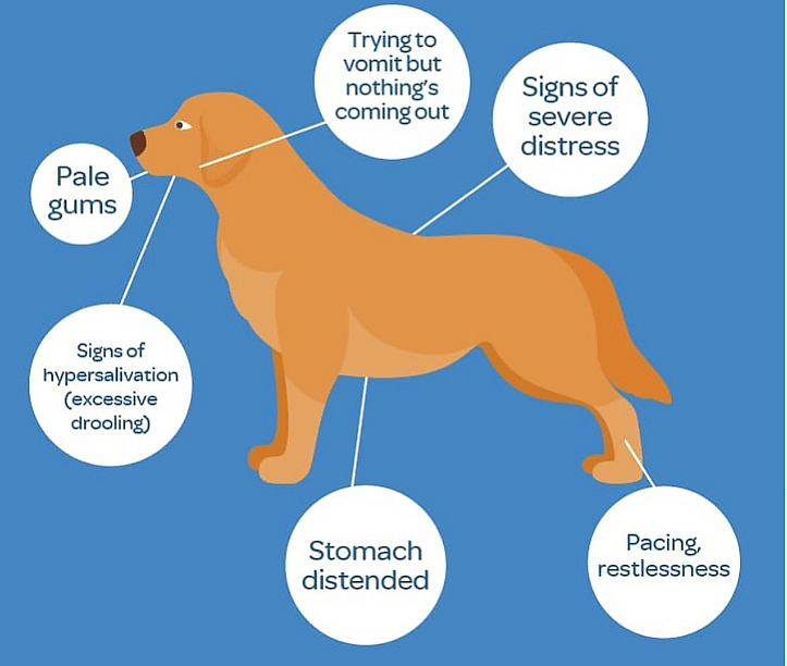 Dog Owner Creates Awareness After Alaskan Malamute Unexpectedly Dies of Bloat