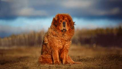 The Tibetan Mastiff: From Ancient Currency to Modern Million-Dollar Icon