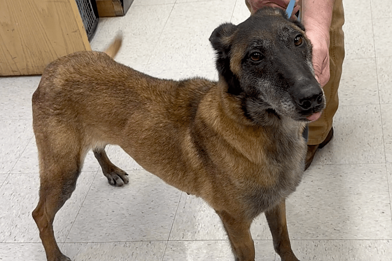 Dog up for adoption: Molly, Abused Mama Dog Survives Pregnancy & Health Battles, Still Searching for a Forever Home